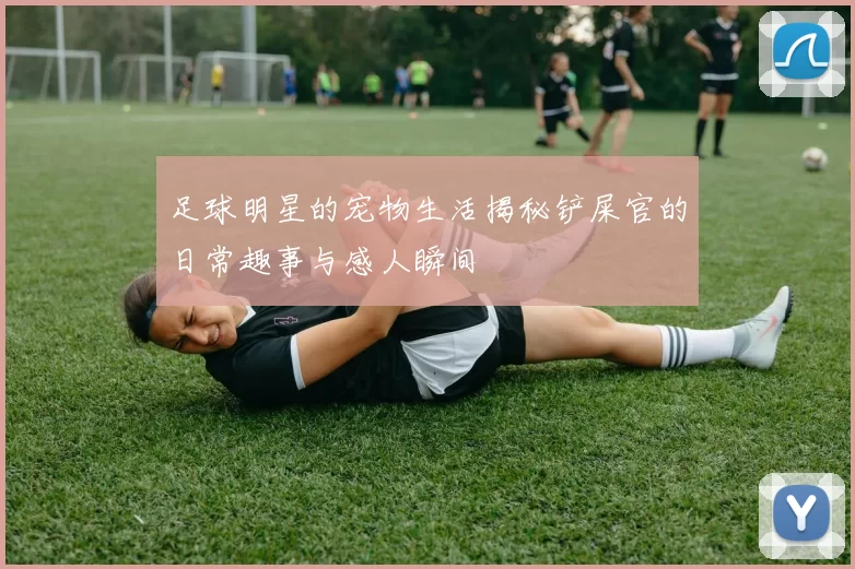足球明星的宠物生活揭秘铲屎官的日常趣事与感人瞬间